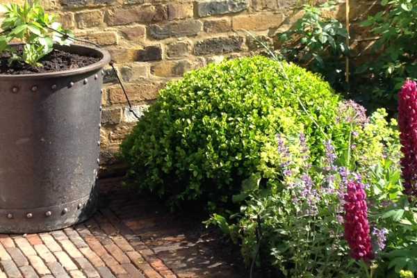 Ancienne Belgique Copper Brown at private Garden in Ravenscour Park, London